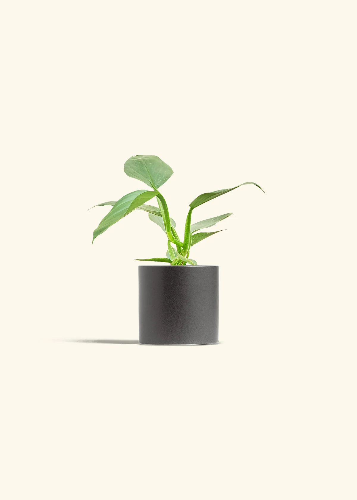 Philodendron 'Silver Sword' - Image 27