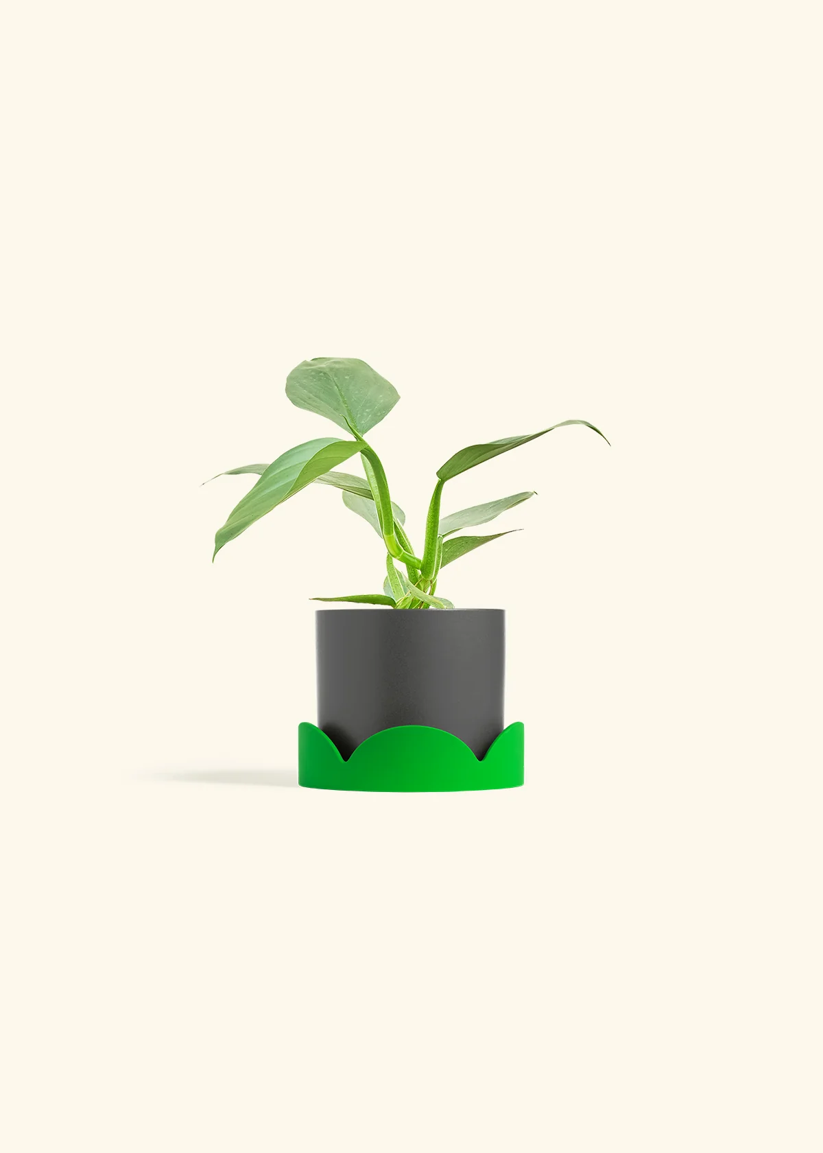 Philodendron 'Silver Sword' - Image 28