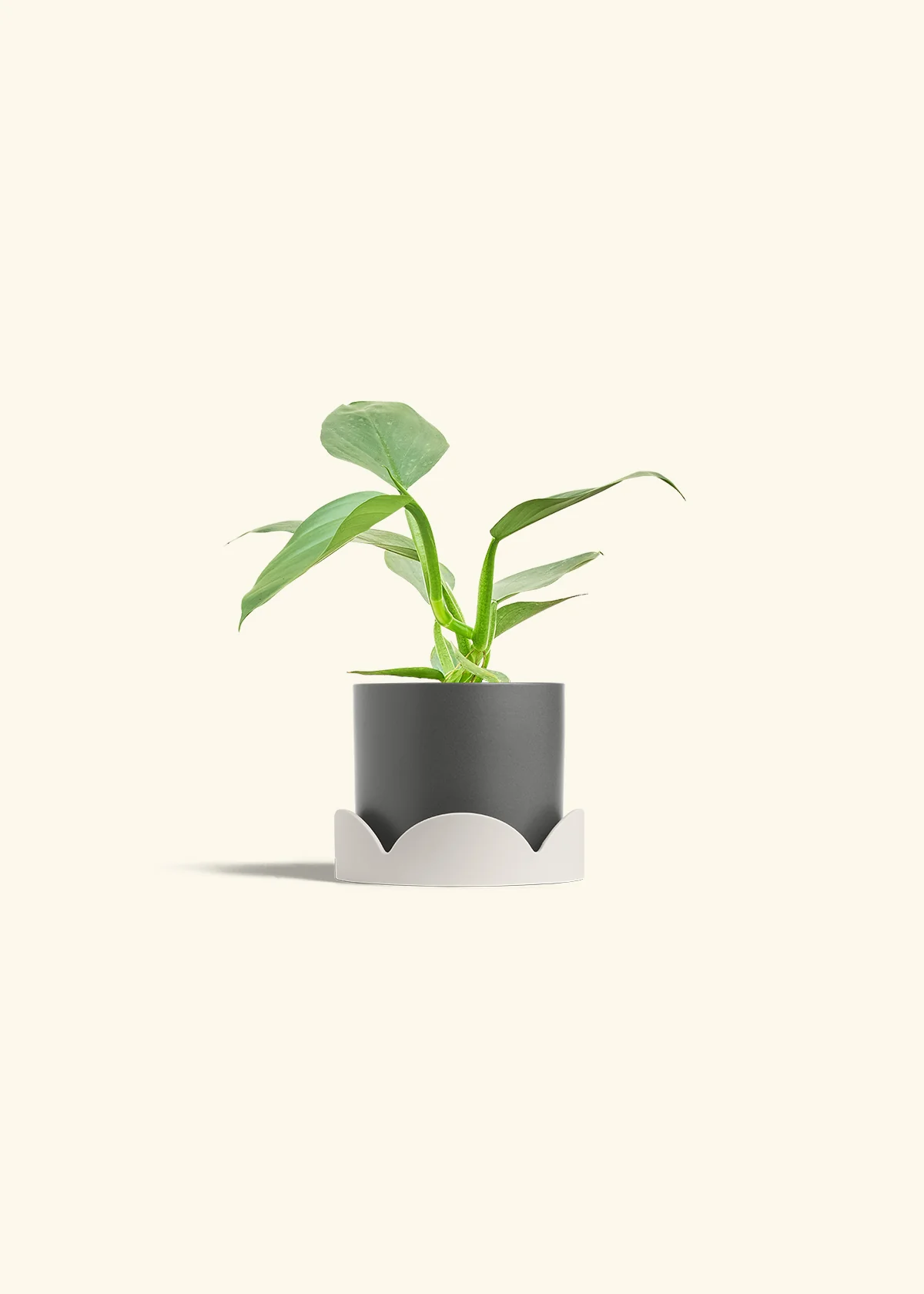 Philodendron 'Silver Sword' - Image 29