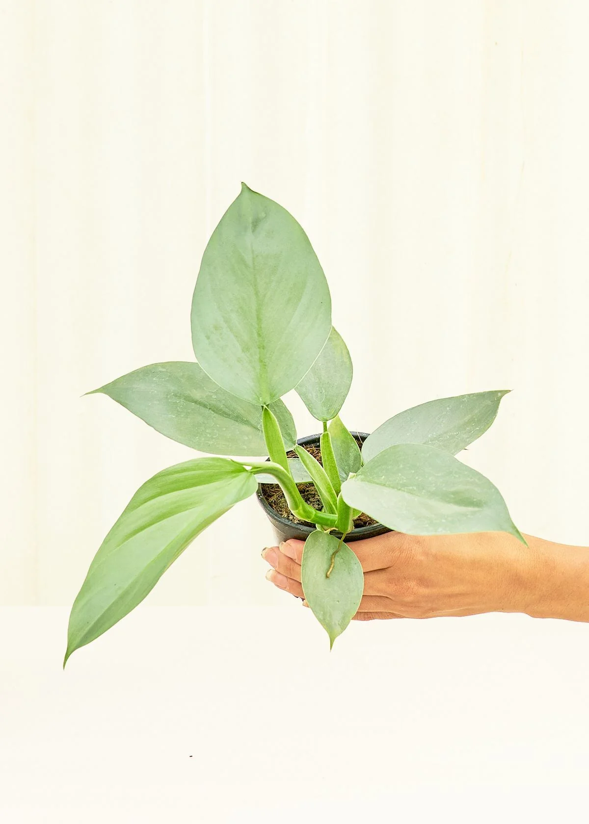 Philodendron 'Silver Sword' - Image 3
