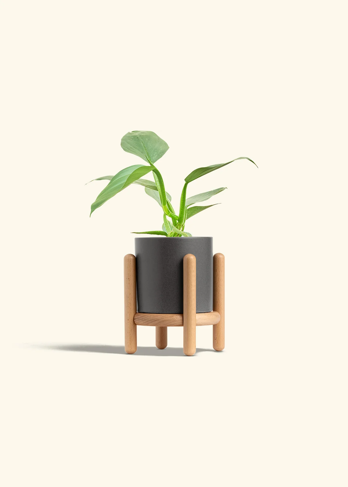 Philodendron 'Silver Sword' - Image 30