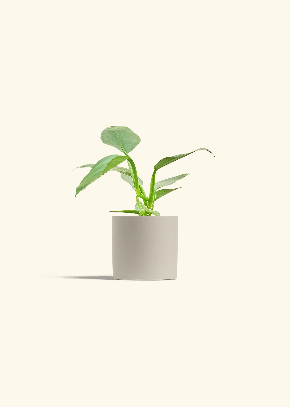 Philodendron 'Silver Sword' - Image 31