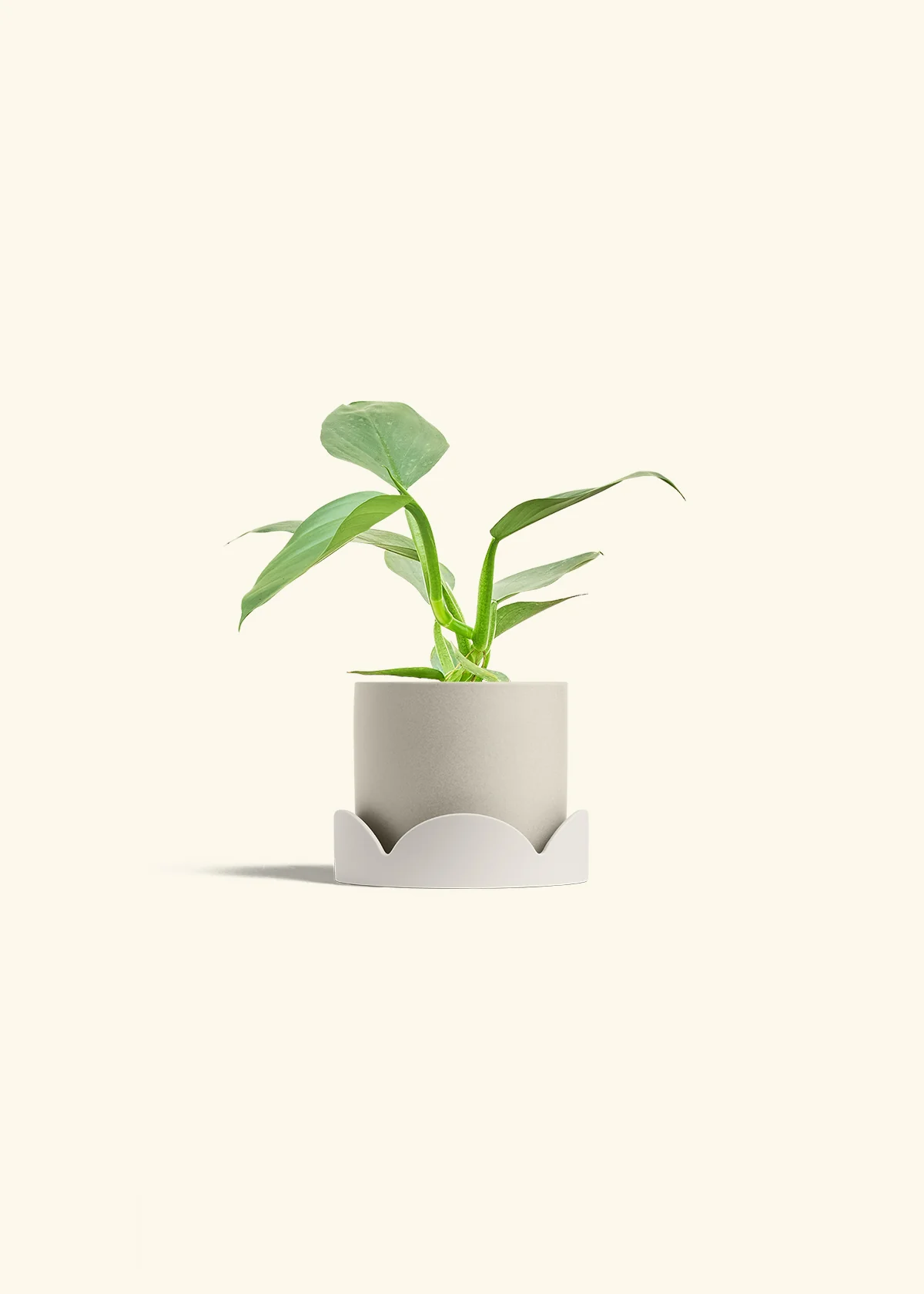 Philodendron 'Silver Sword' - Image 33