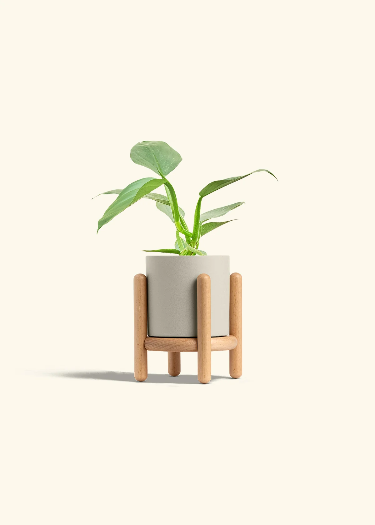 Philodendron 'Silver Sword' - Image 34