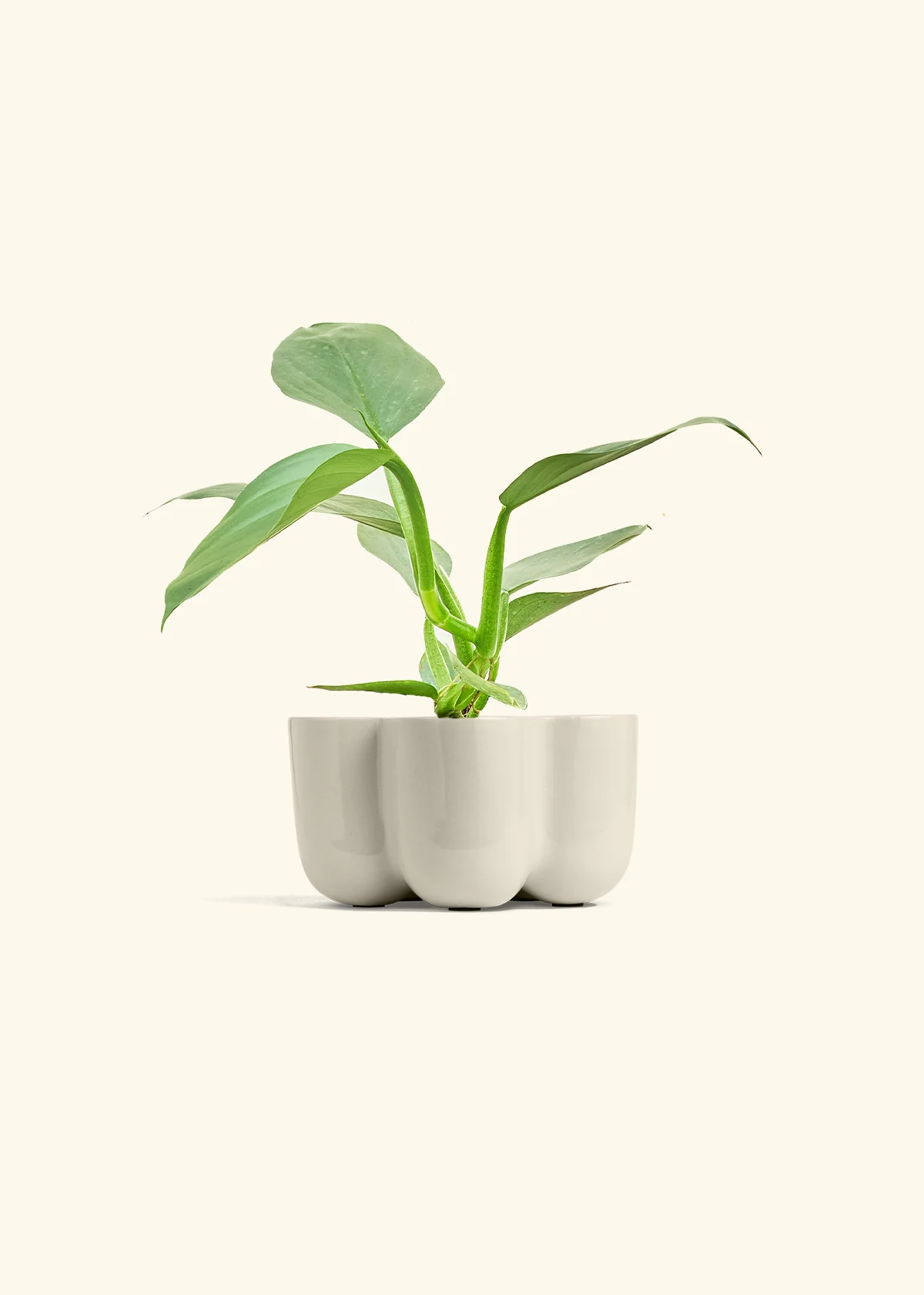 Philodendron 'Silver Sword' - Image 35