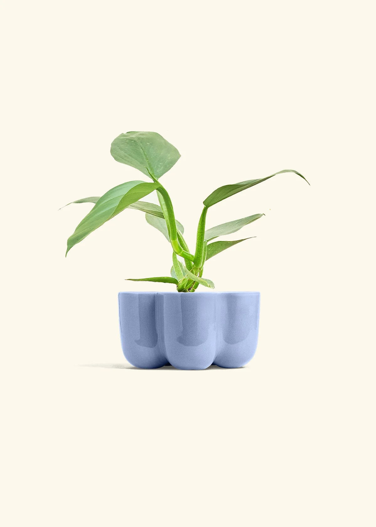 Philodendron 'Silver Sword' - Image 36