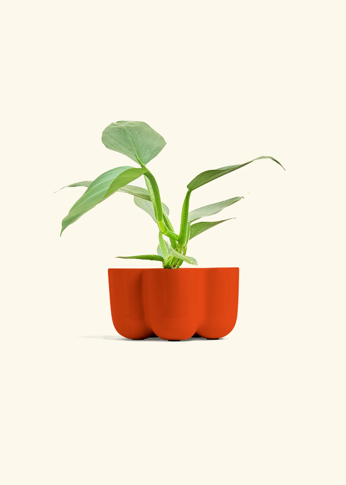Philodendron 'Silver Sword' - Image 37