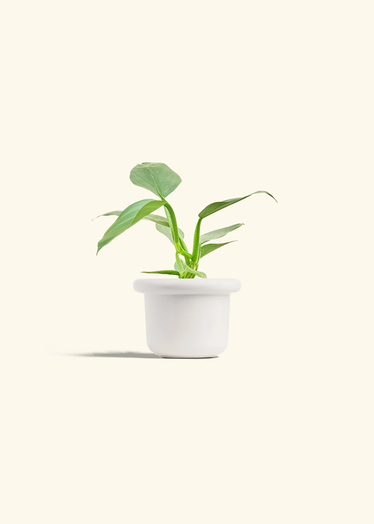 Philodendron 'Silver Sword' - Image 4