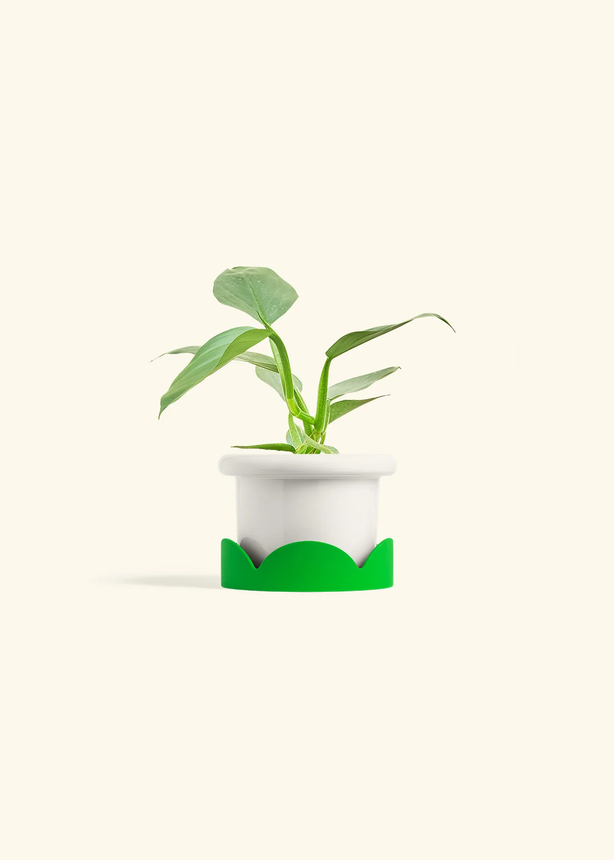 Philodendron 'Silver Sword' - Image 5