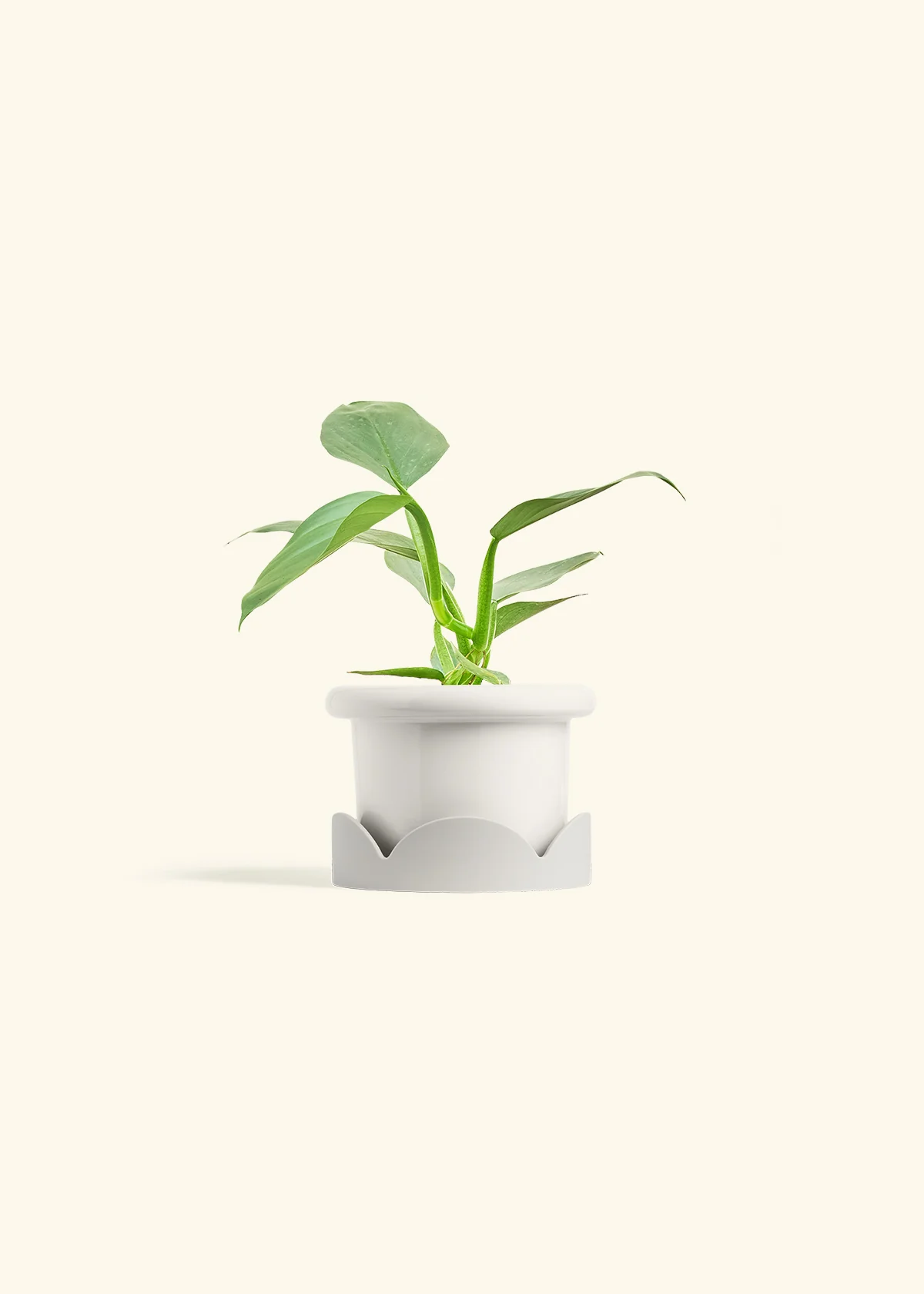 Philodendron 'Silver Sword' - Image 6