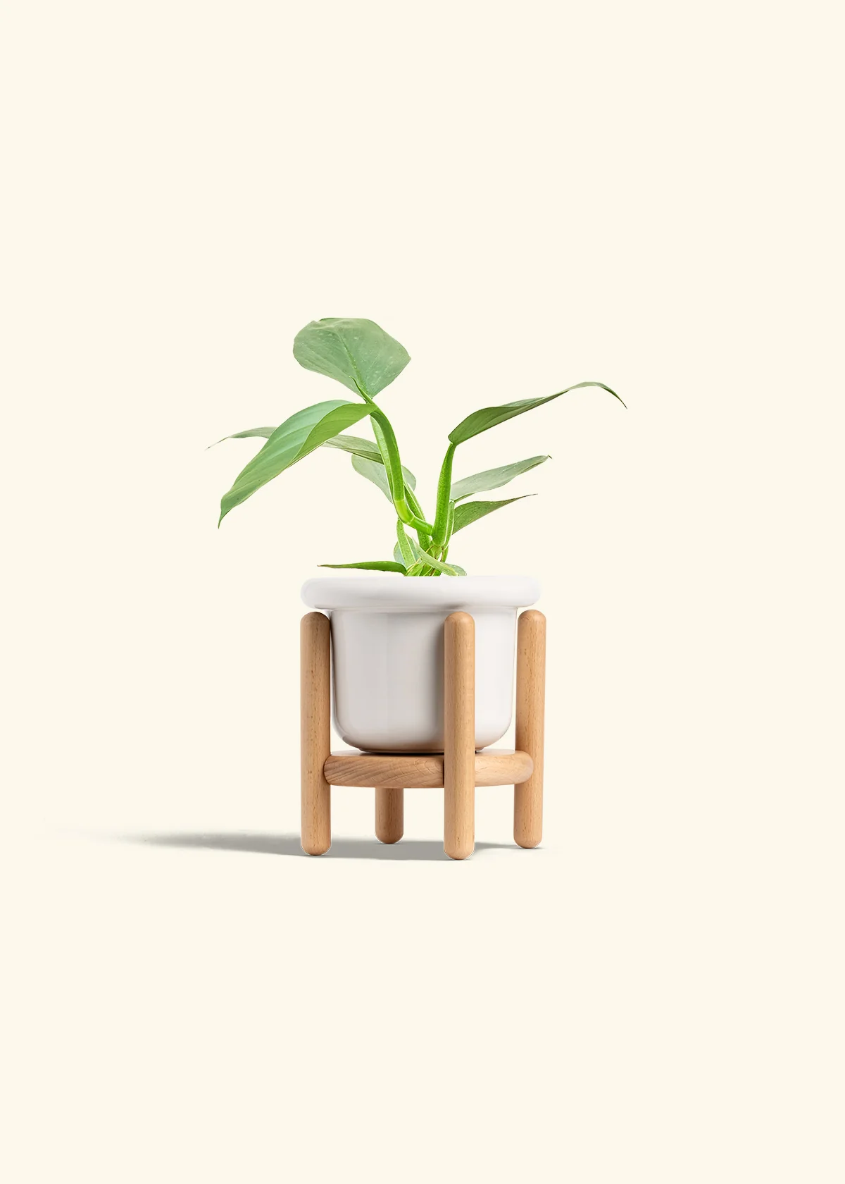 Philodendron 'Silver Sword' - Image 7
