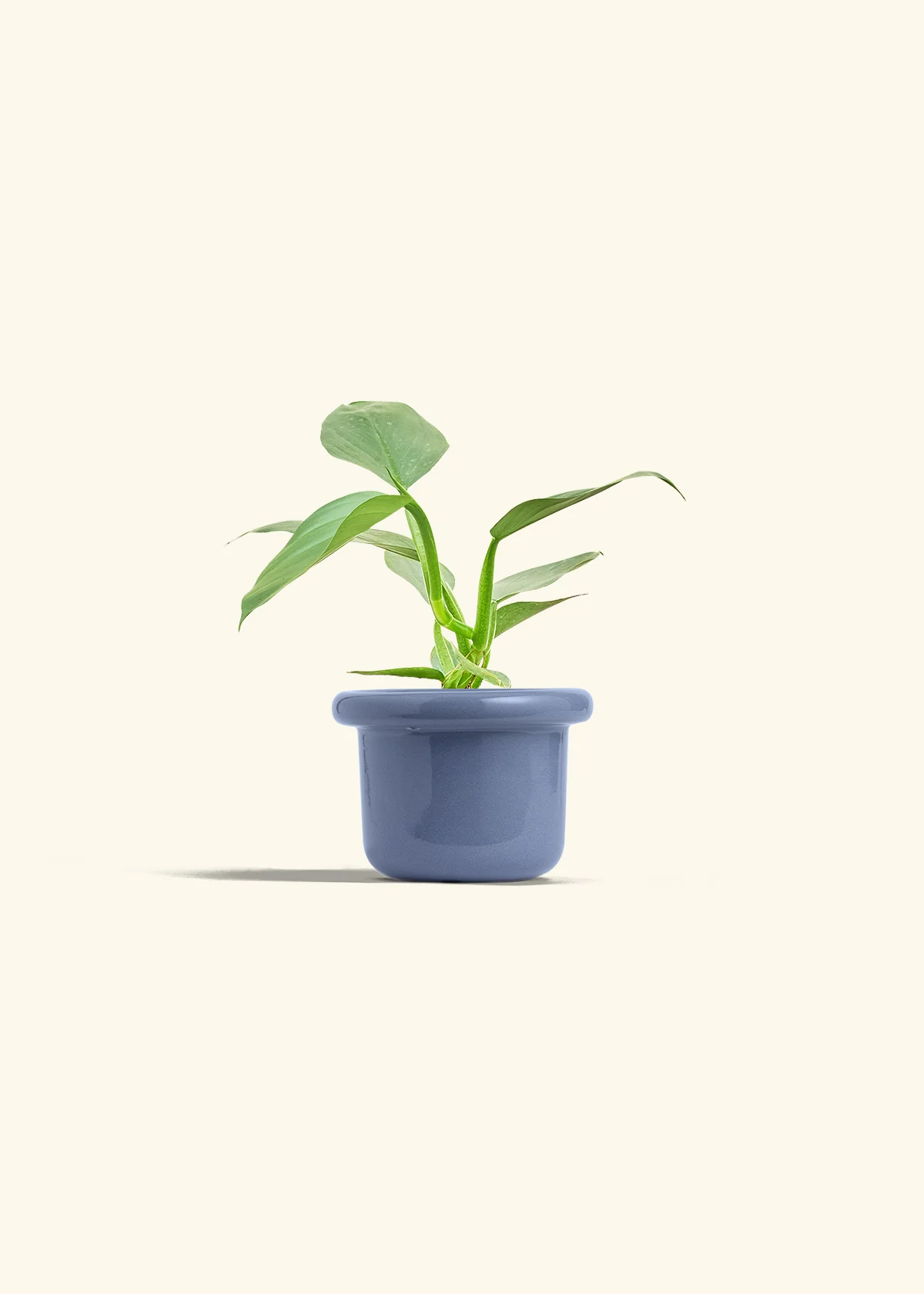 Philodendron 'Silver Sword' - Image 8