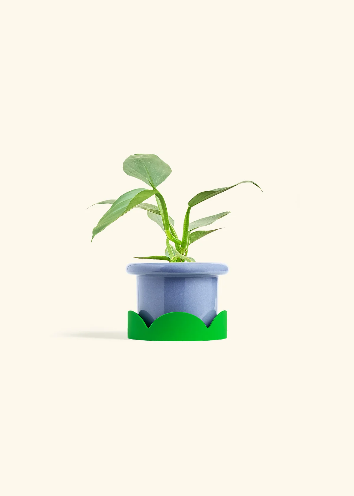 Philodendron 'Silver Sword' - Image 9