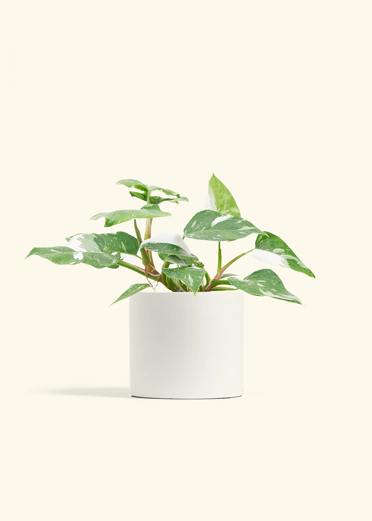 Philodendron White Princess - Image 10