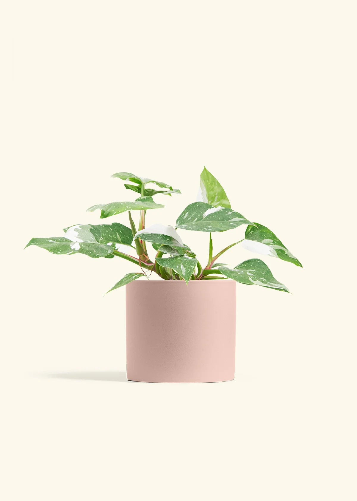 Philodendron White Princess - Image 11