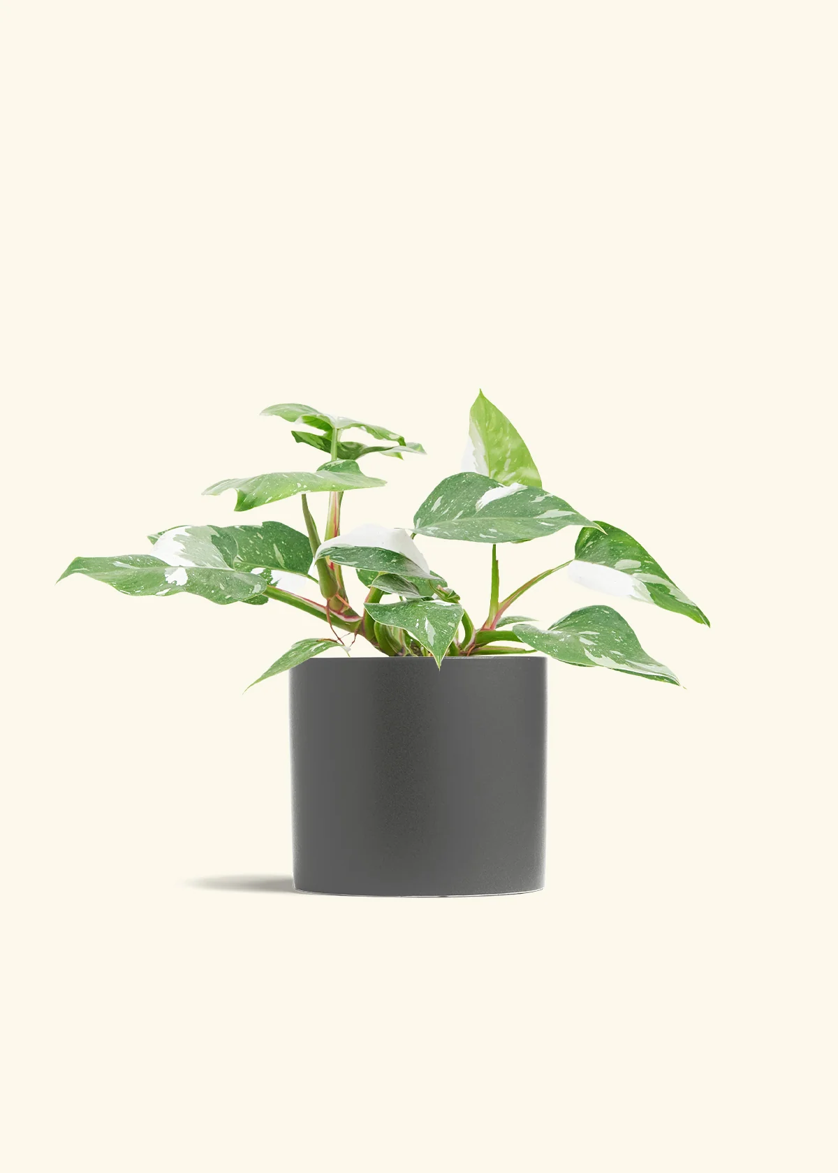 Philodendron White Princess - Image 12