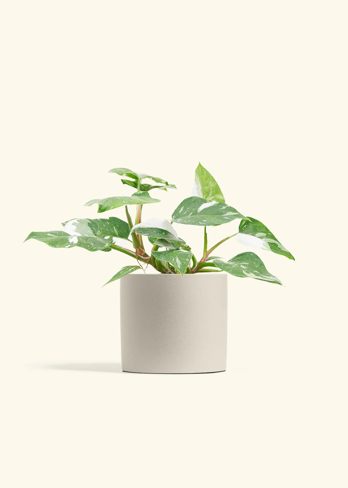 Philodendron White Princess - Image 13
