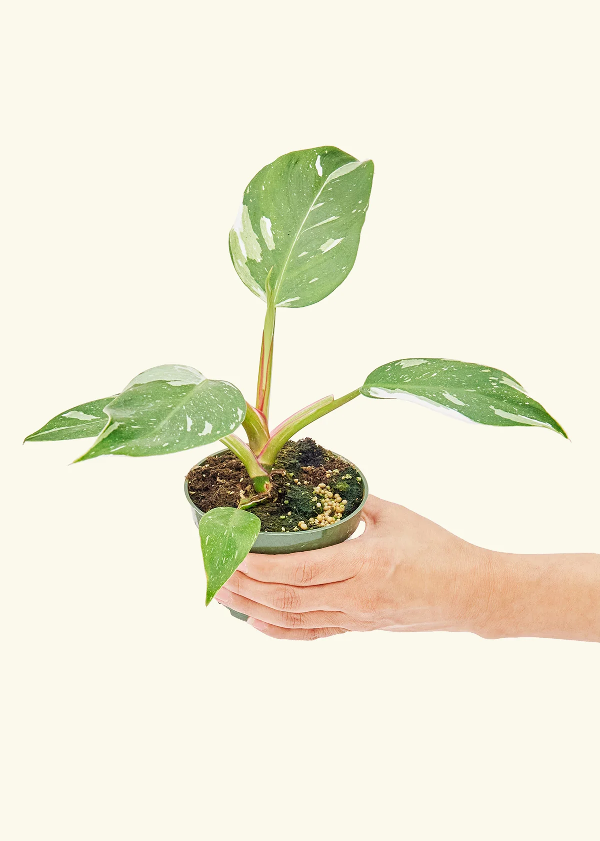 Philodendron White Princess - Image 3