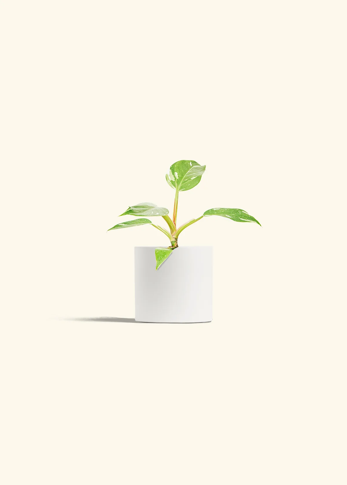 Philodendron White Princess - Image 4