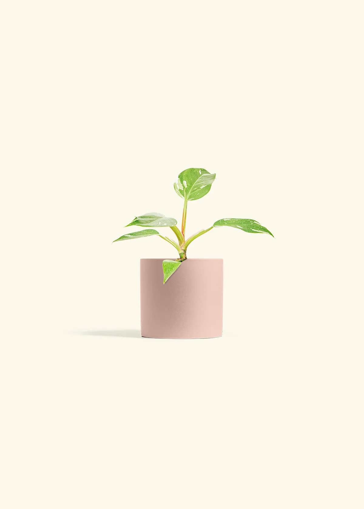 Philodendron White Princess - Image 5