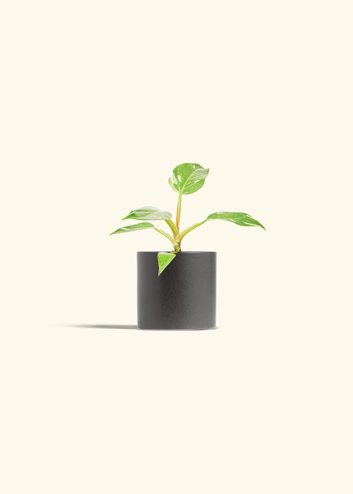 Philodendron White Princess - Image 6