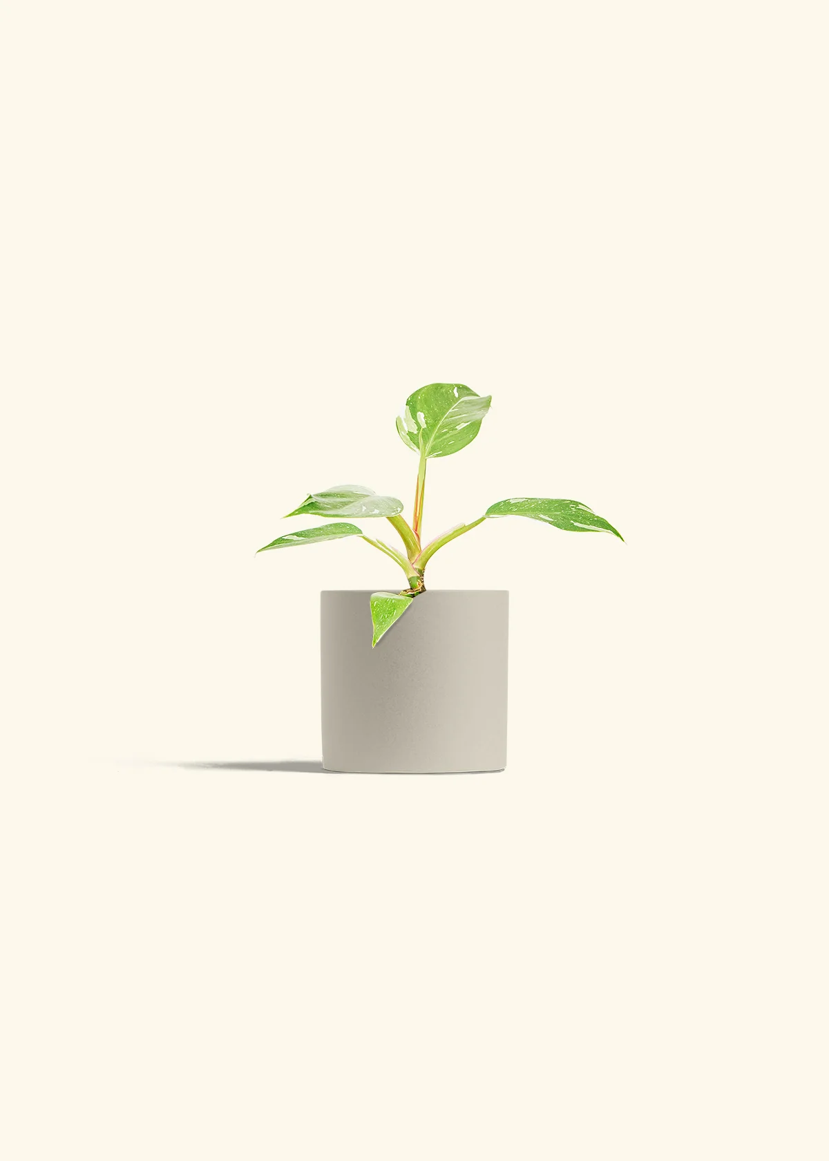 Philodendron White Princess - Image 7