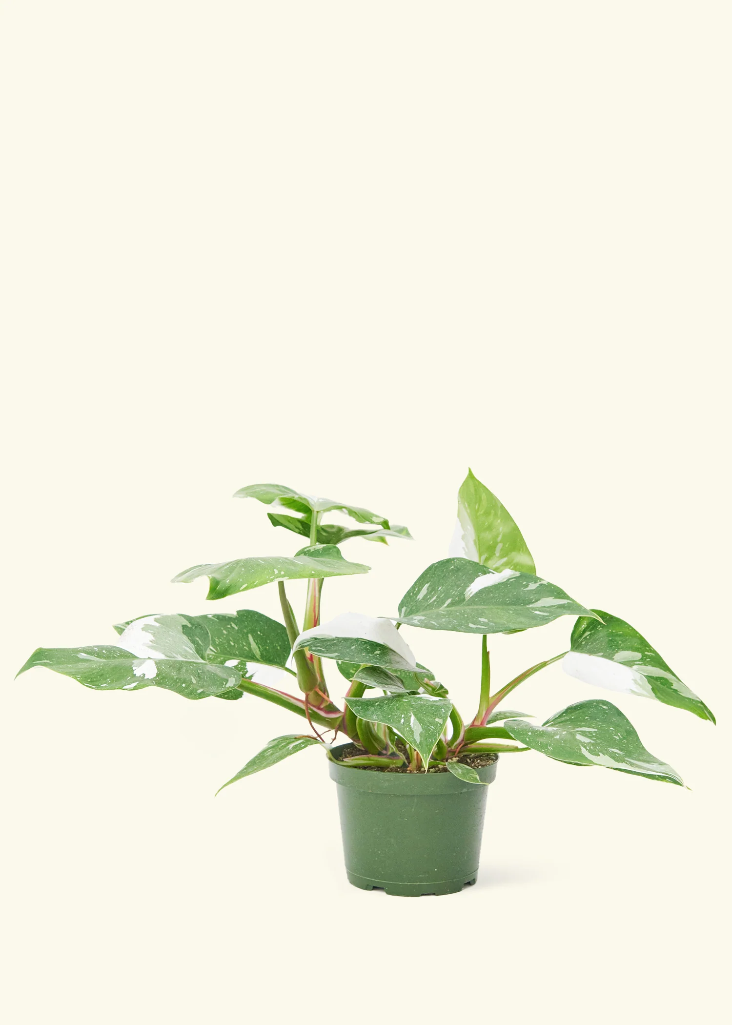 Philodendron White Princess - Image 8