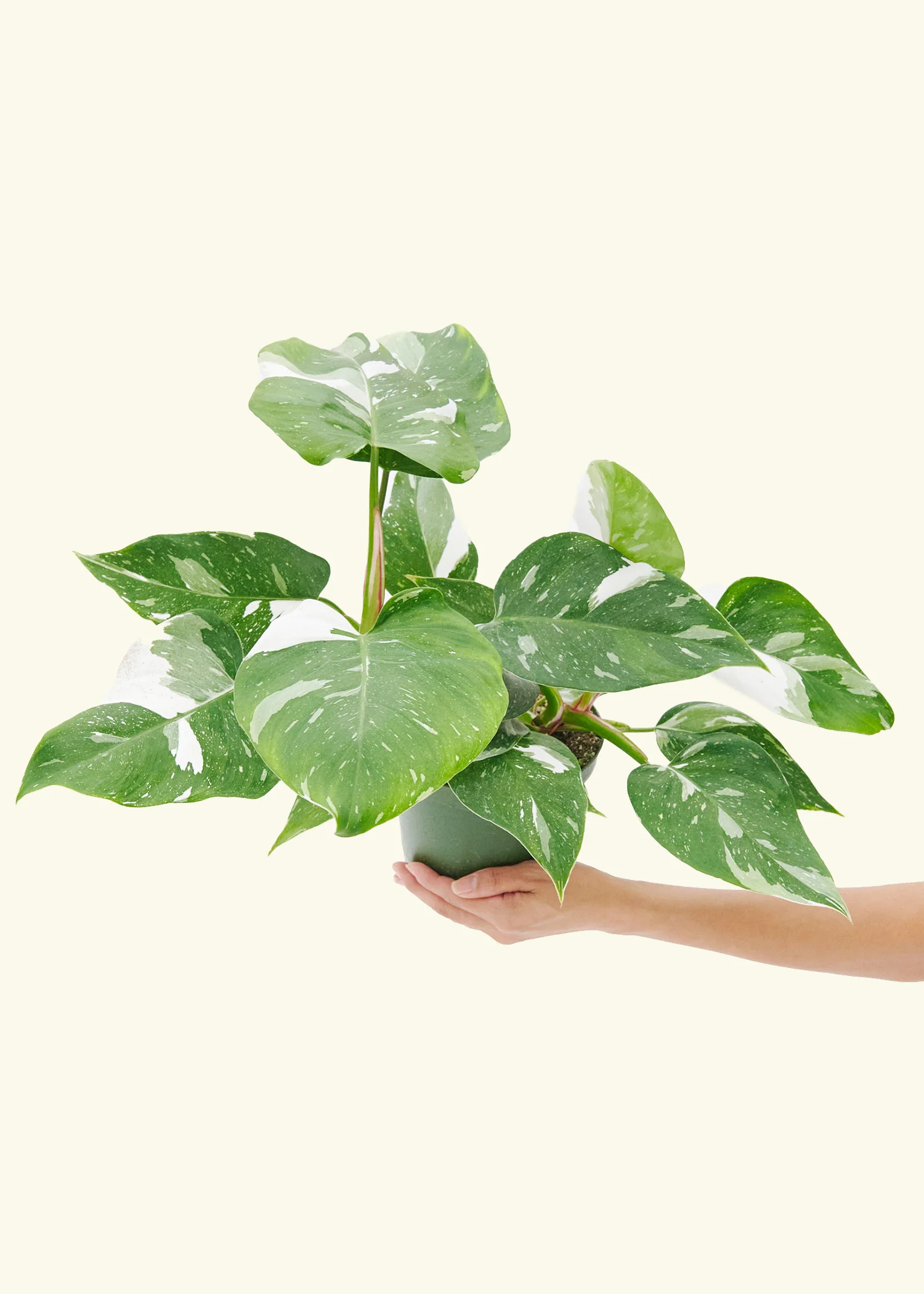 Philodendron White Princess - Image 9