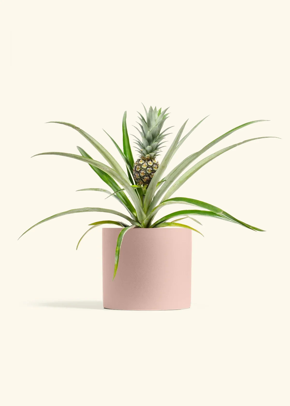 Pineapple Plant - Image 10
