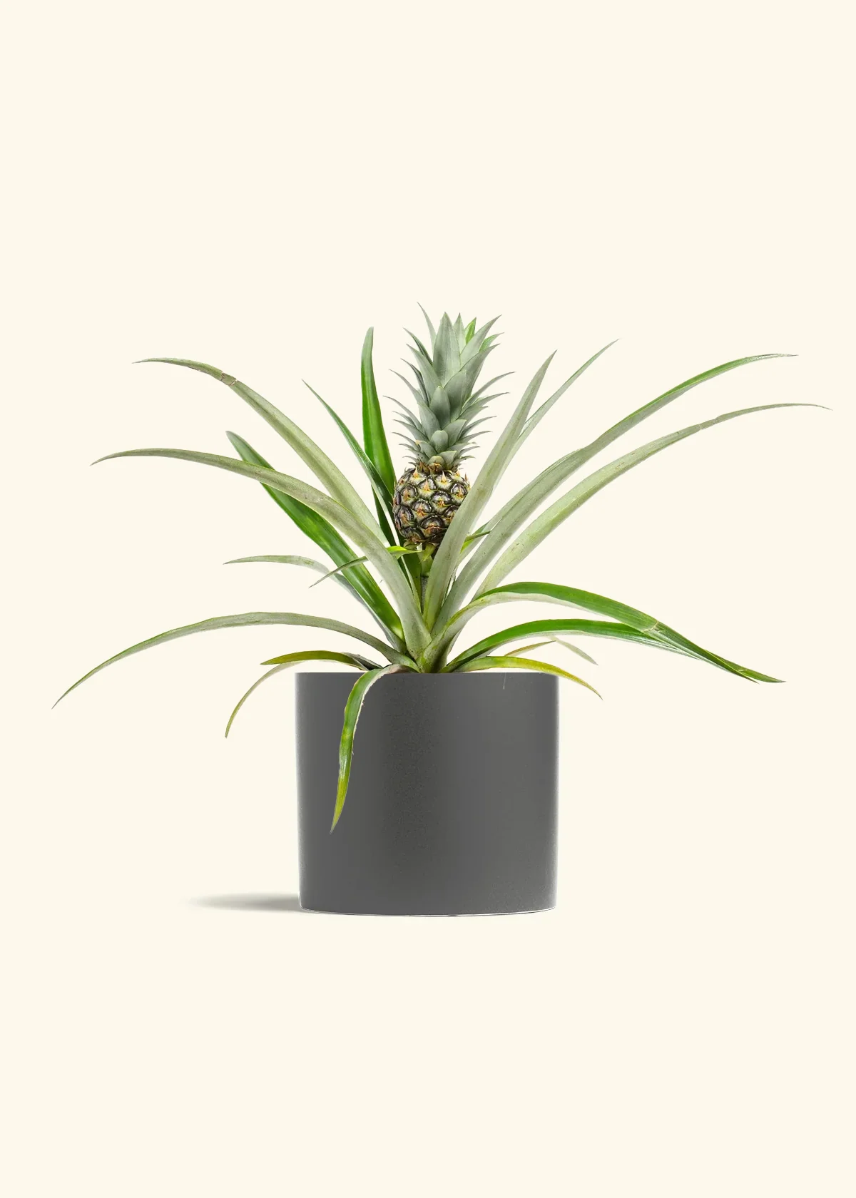 Pineapple Plant - Image 11
