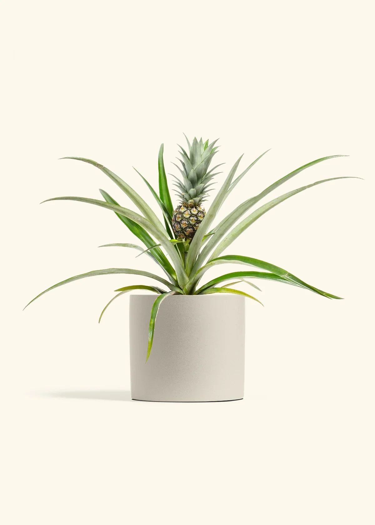 Pineapple Plant - Image 12