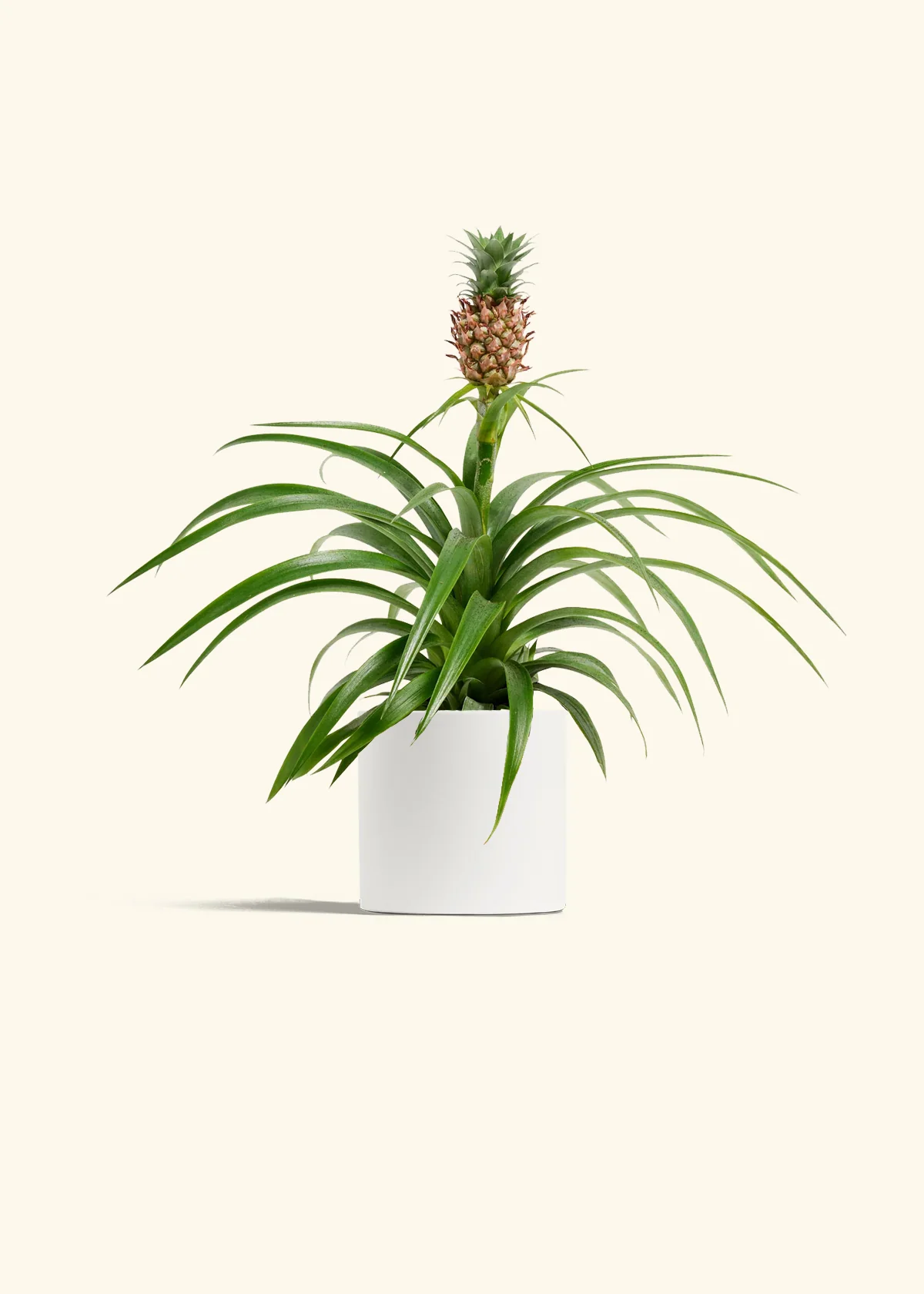 Pineapple Plant - Image 3