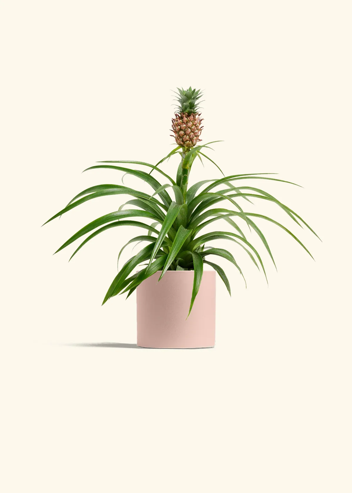 Pineapple Plant - Image 4