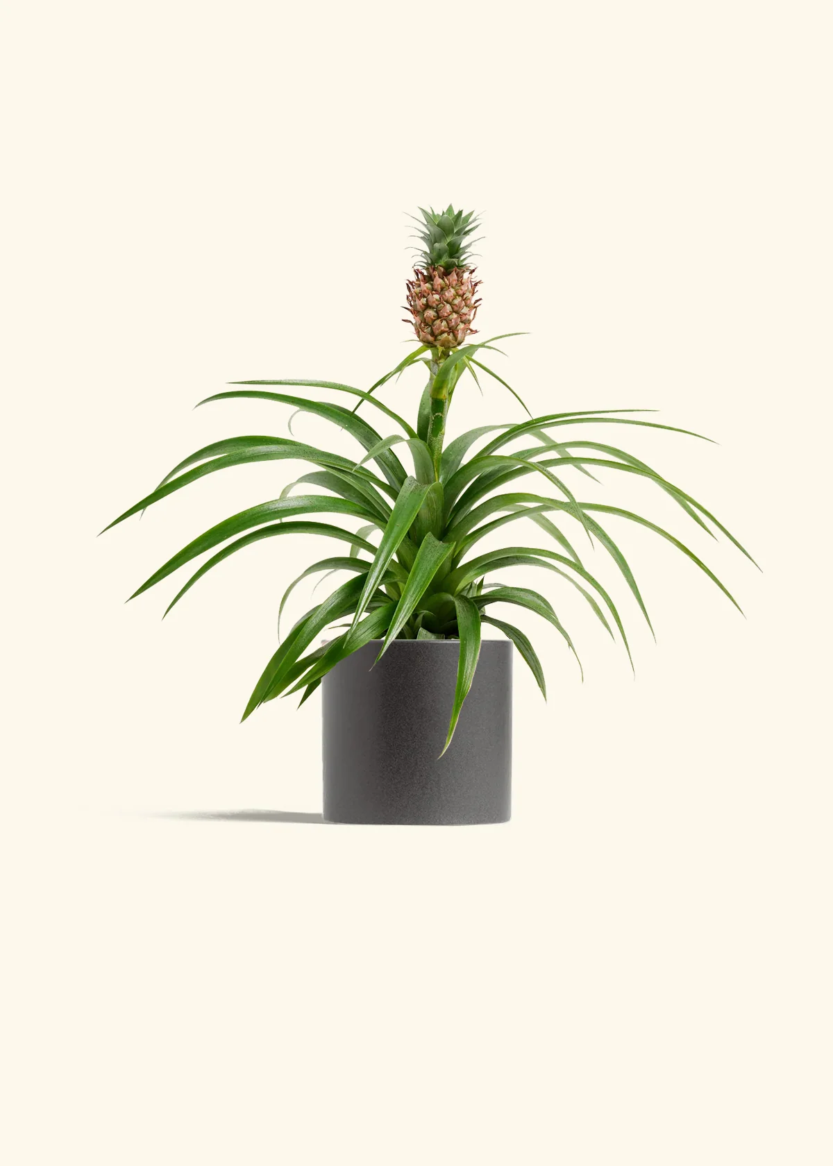 Pineapple Plant - Image 5