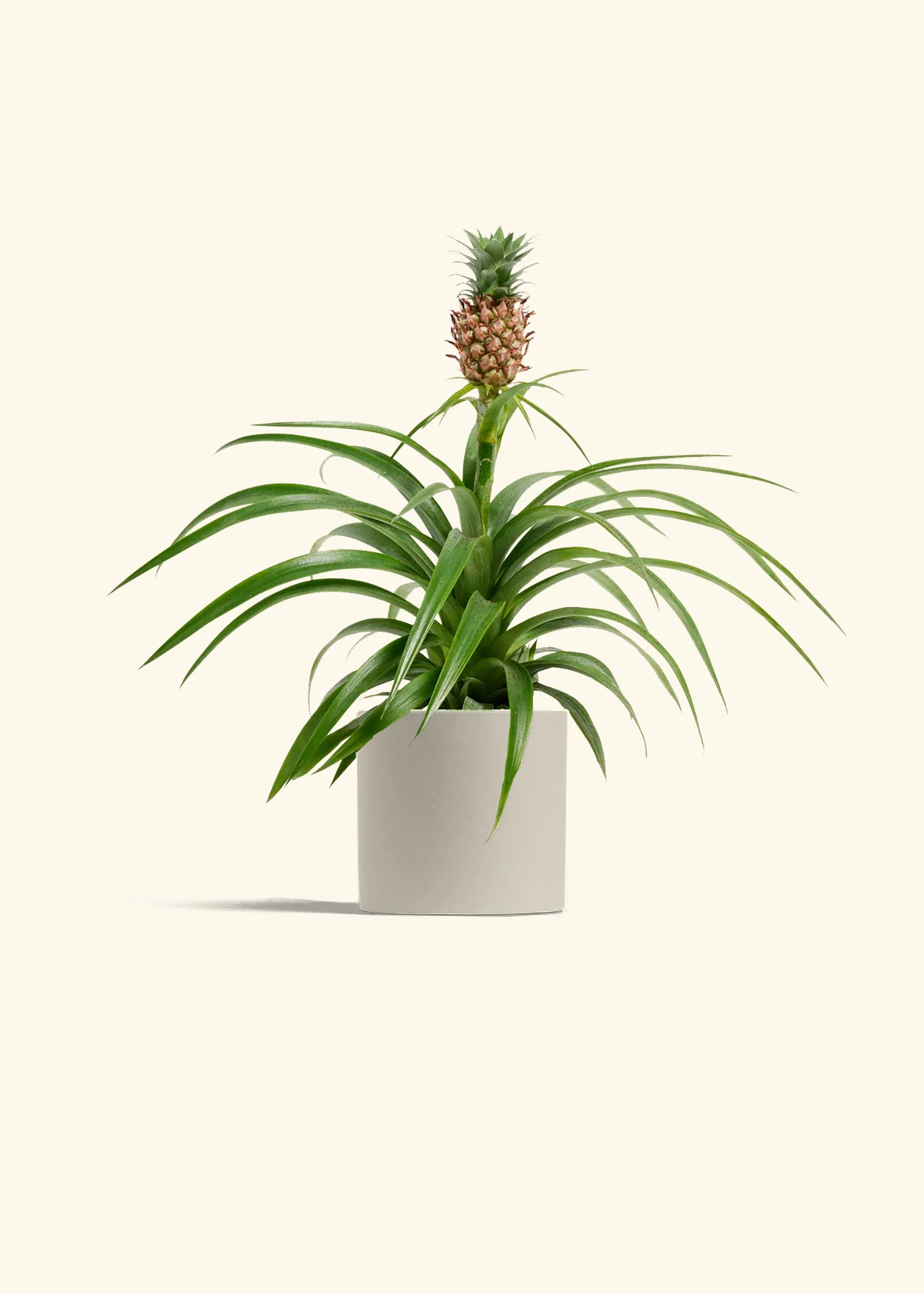 Pineapple Plant - Image 6