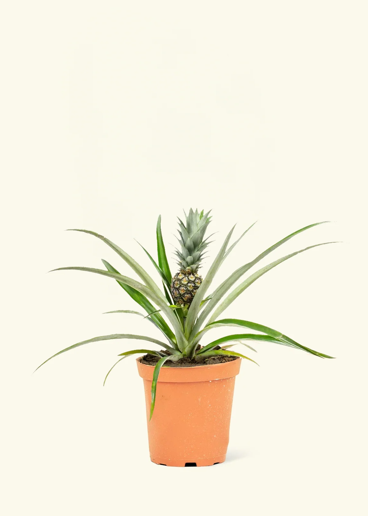 Pineapple Plant - Image 7
