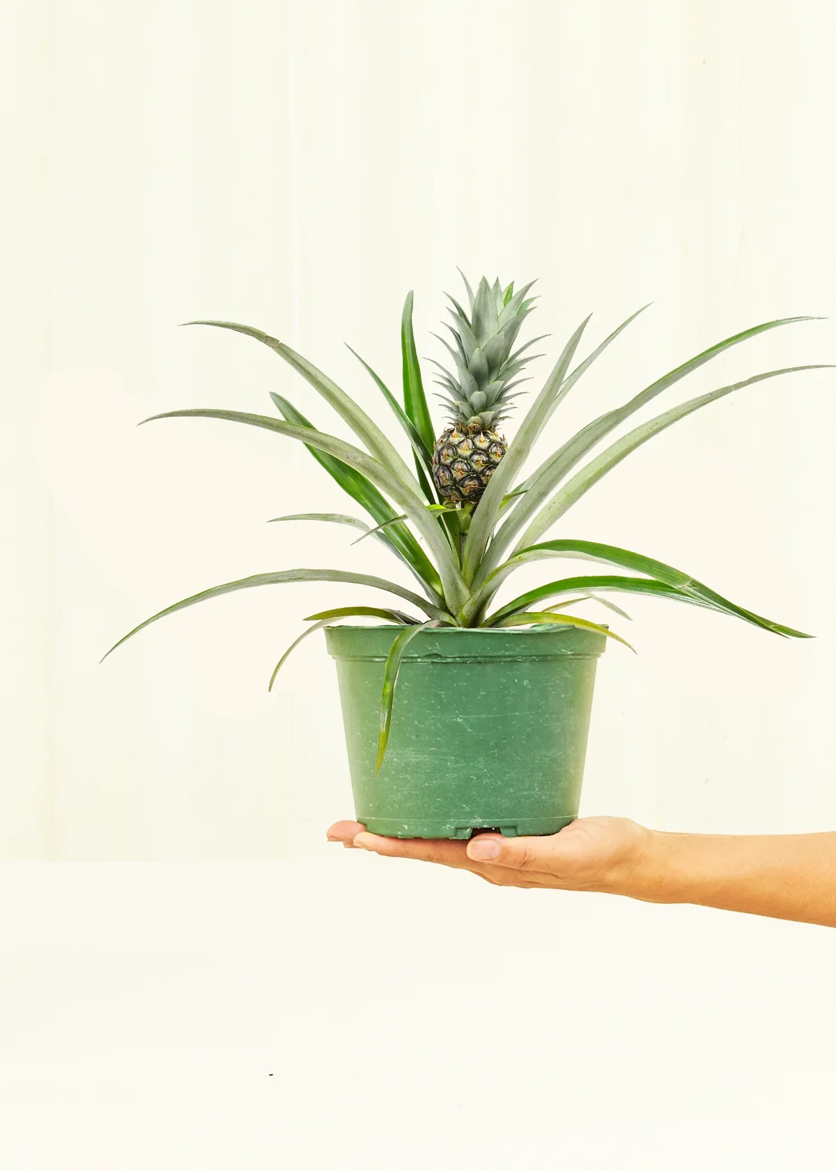 Pineapple Plant - Image 8