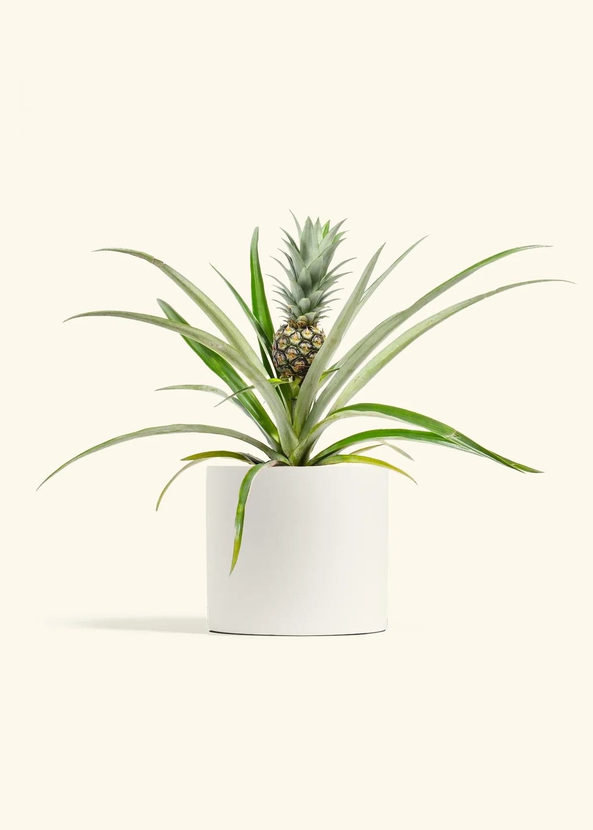 Pineapple Plant - Image 9