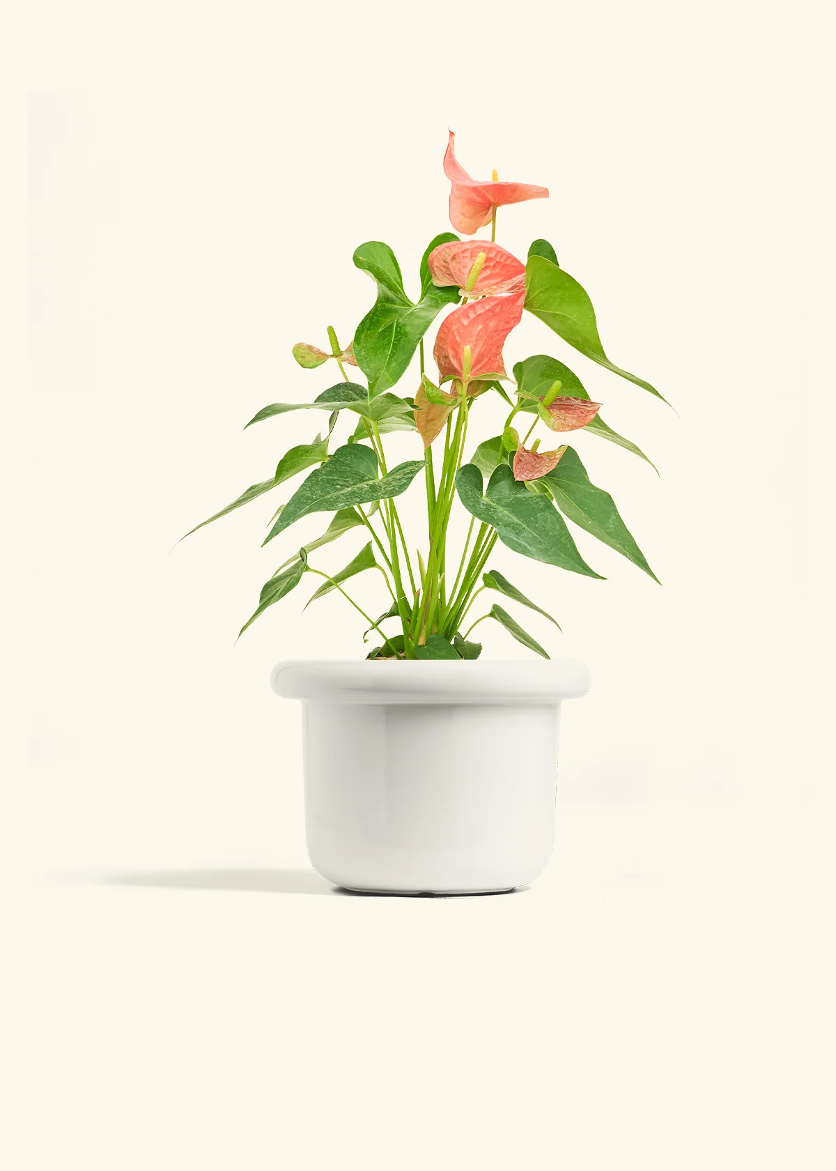 Anthurium 'Pink Flamingo' - Image 10