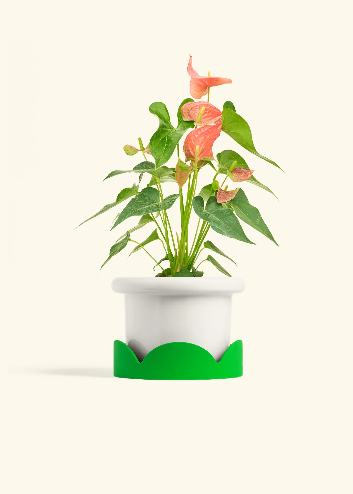 Anthurium 'Pink Flamingo' - Image 11