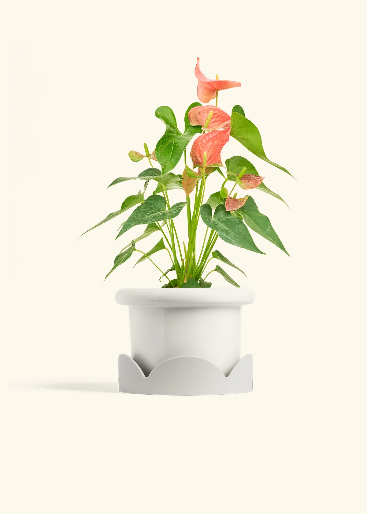 Anthurium 'Pink Flamingo' - Image 12
