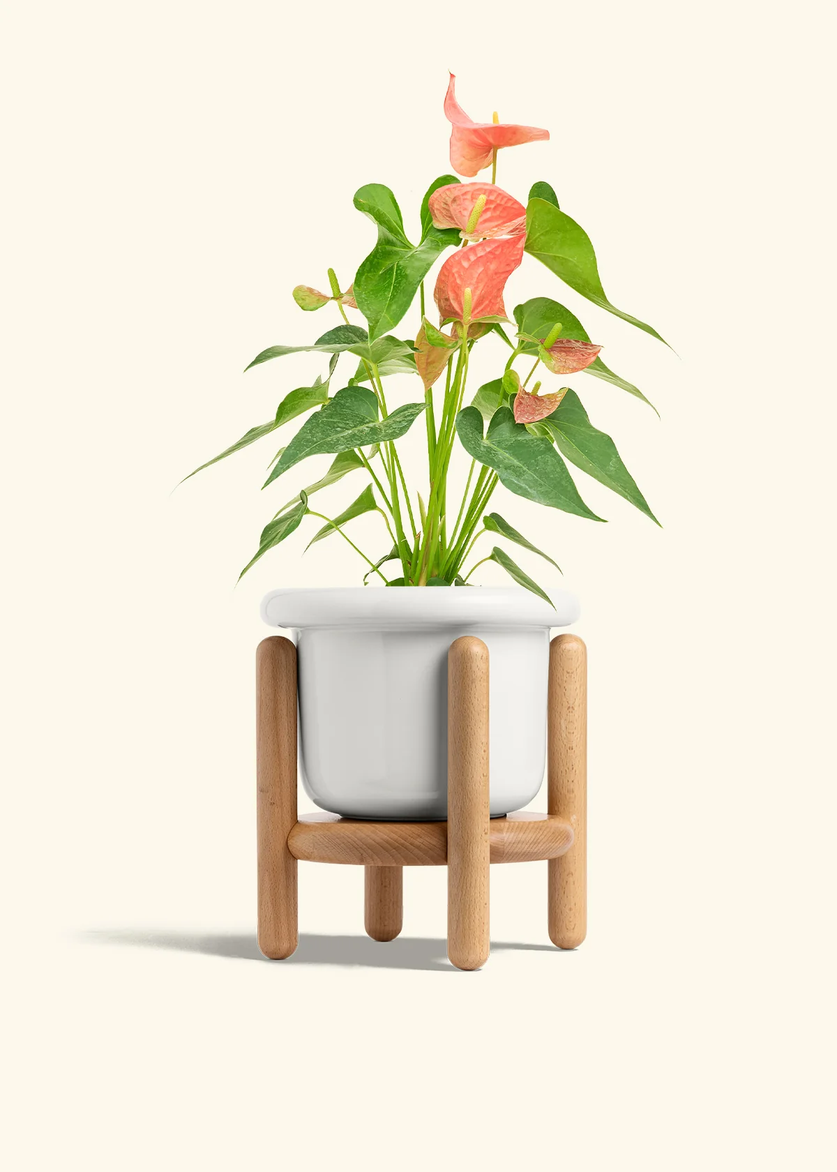 Anthurium 'Pink Flamingo' - Image 13