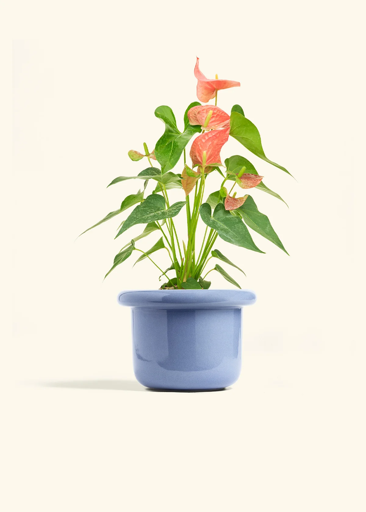 Anthurium 'Pink Flamingo' - Image 14