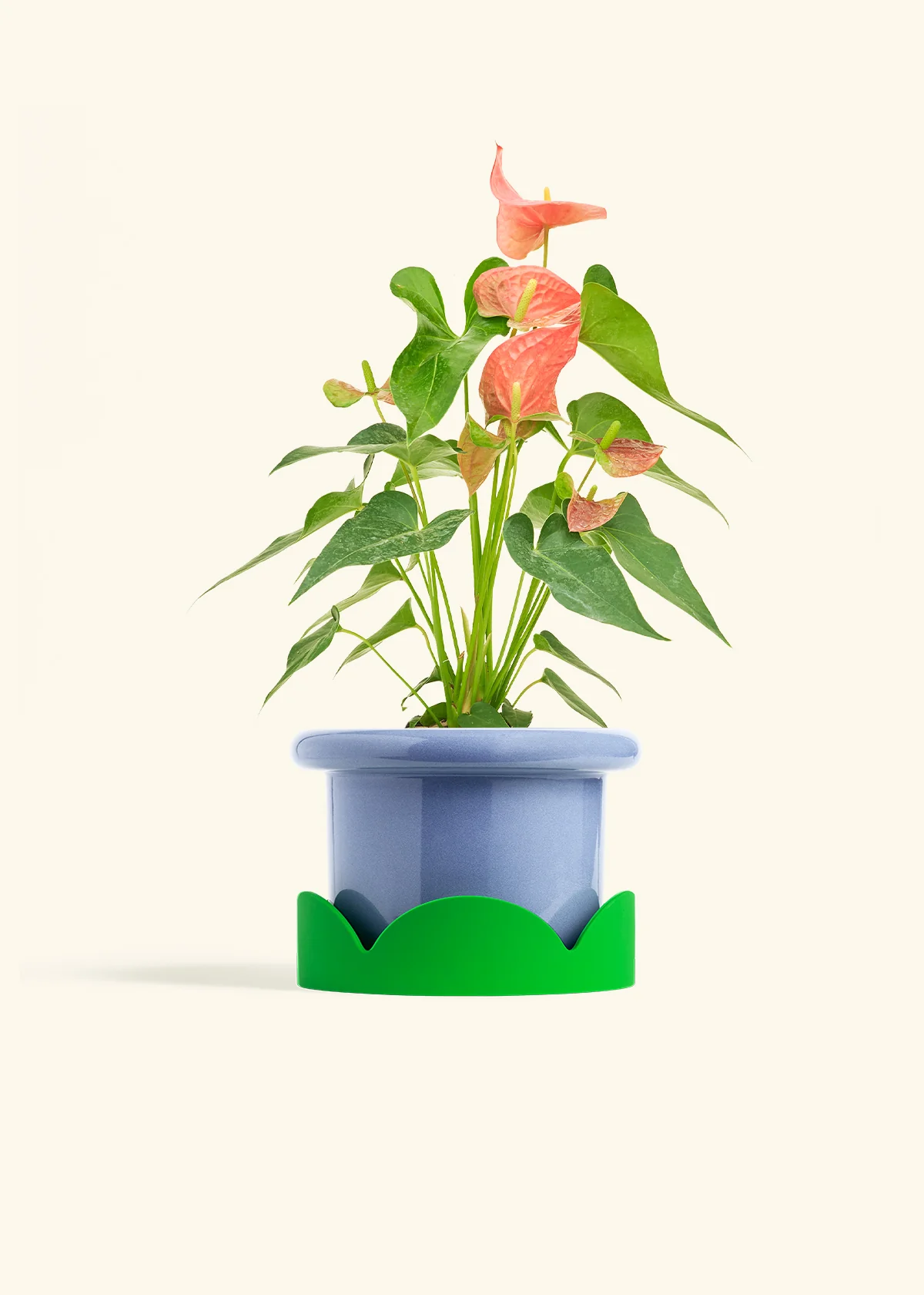 Anthurium 'Pink Flamingo' - Image 15
