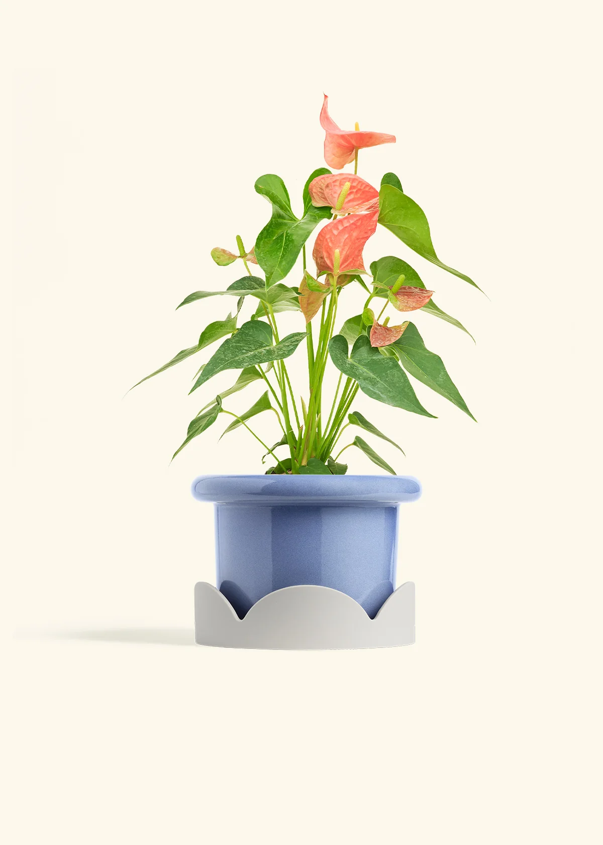 Anthurium 'Pink Flamingo' - Image 16