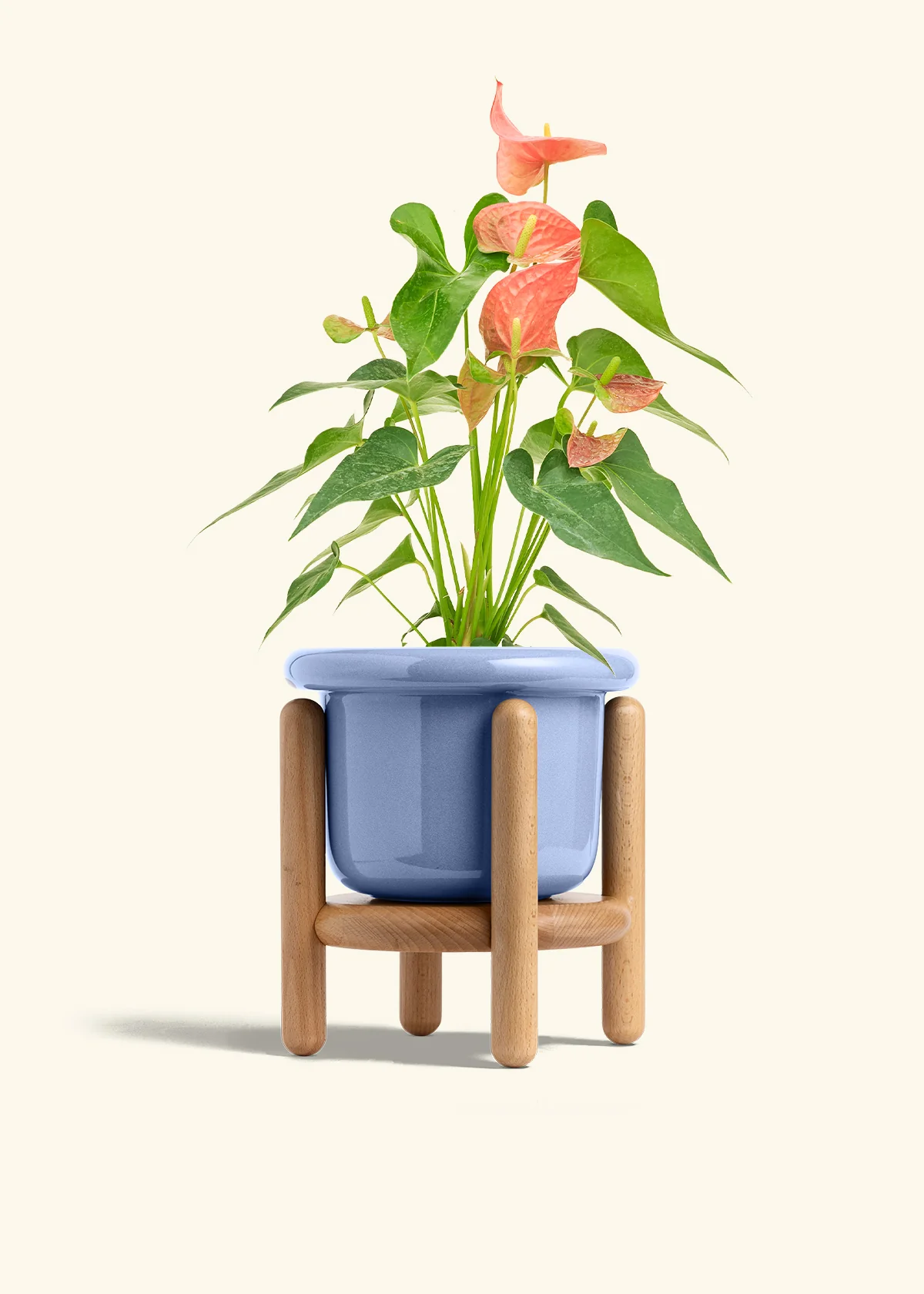 Anthurium 'Pink Flamingo' - Image 17