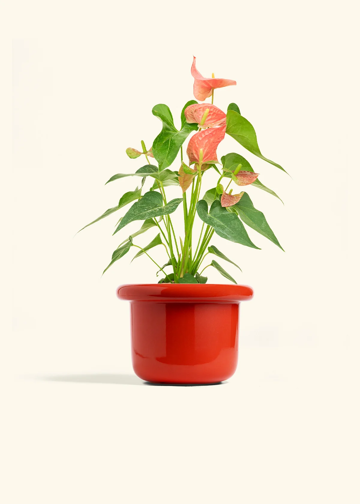 Anthurium 'Pink Flamingo' - Image 18