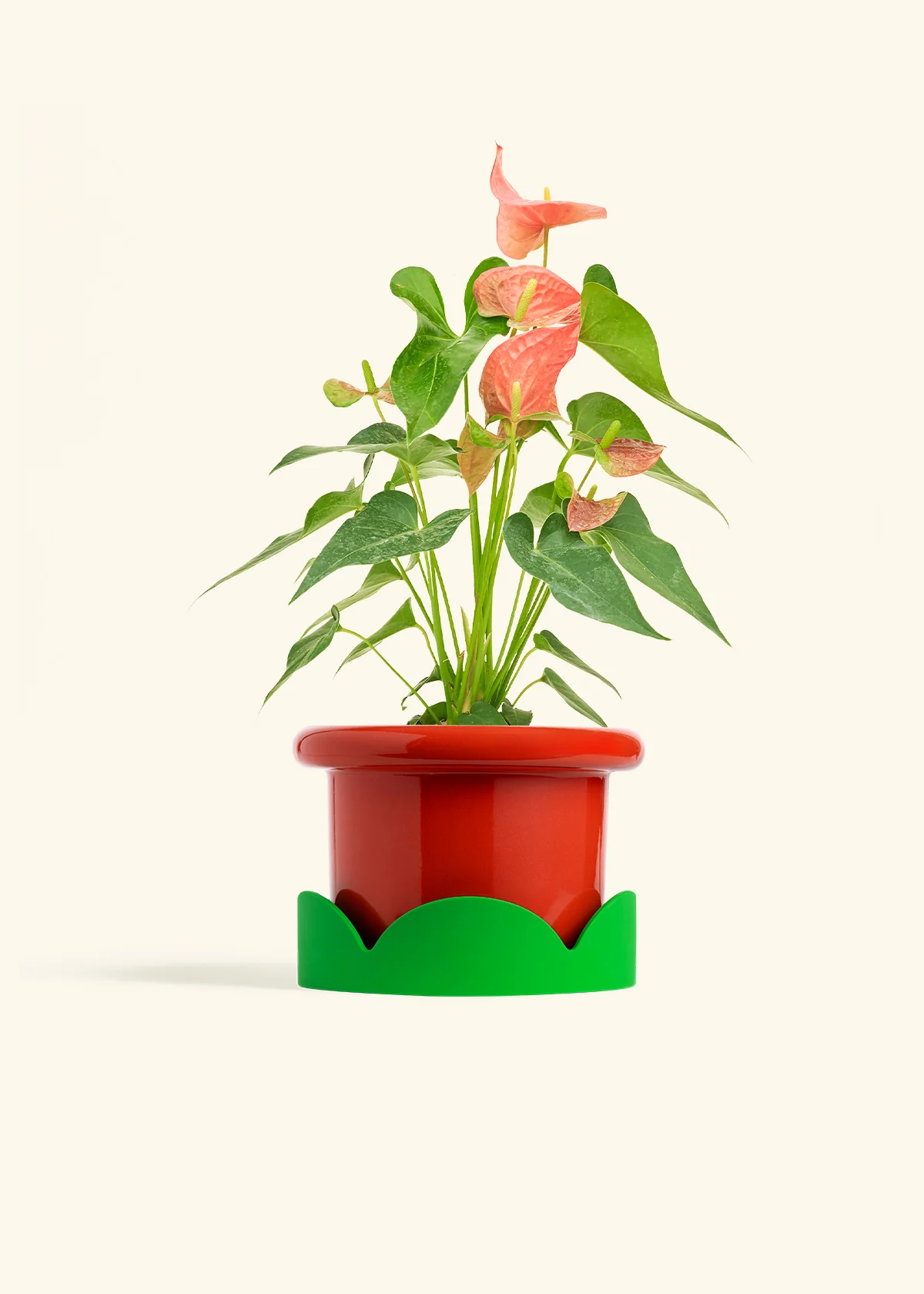 Anthurium 'Pink Flamingo' - Image 19