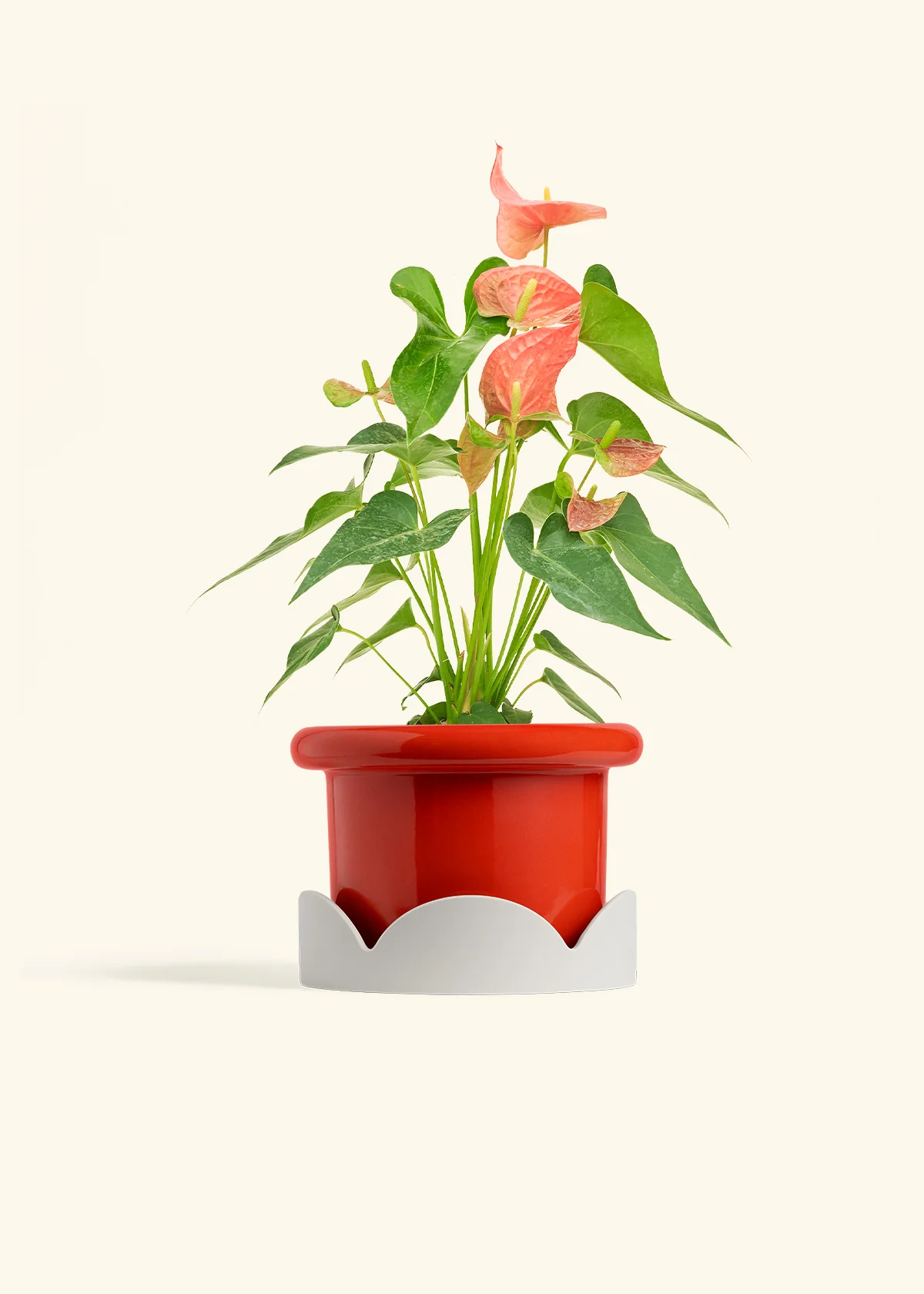 Anthurium 'Pink Flamingo' - Image 20