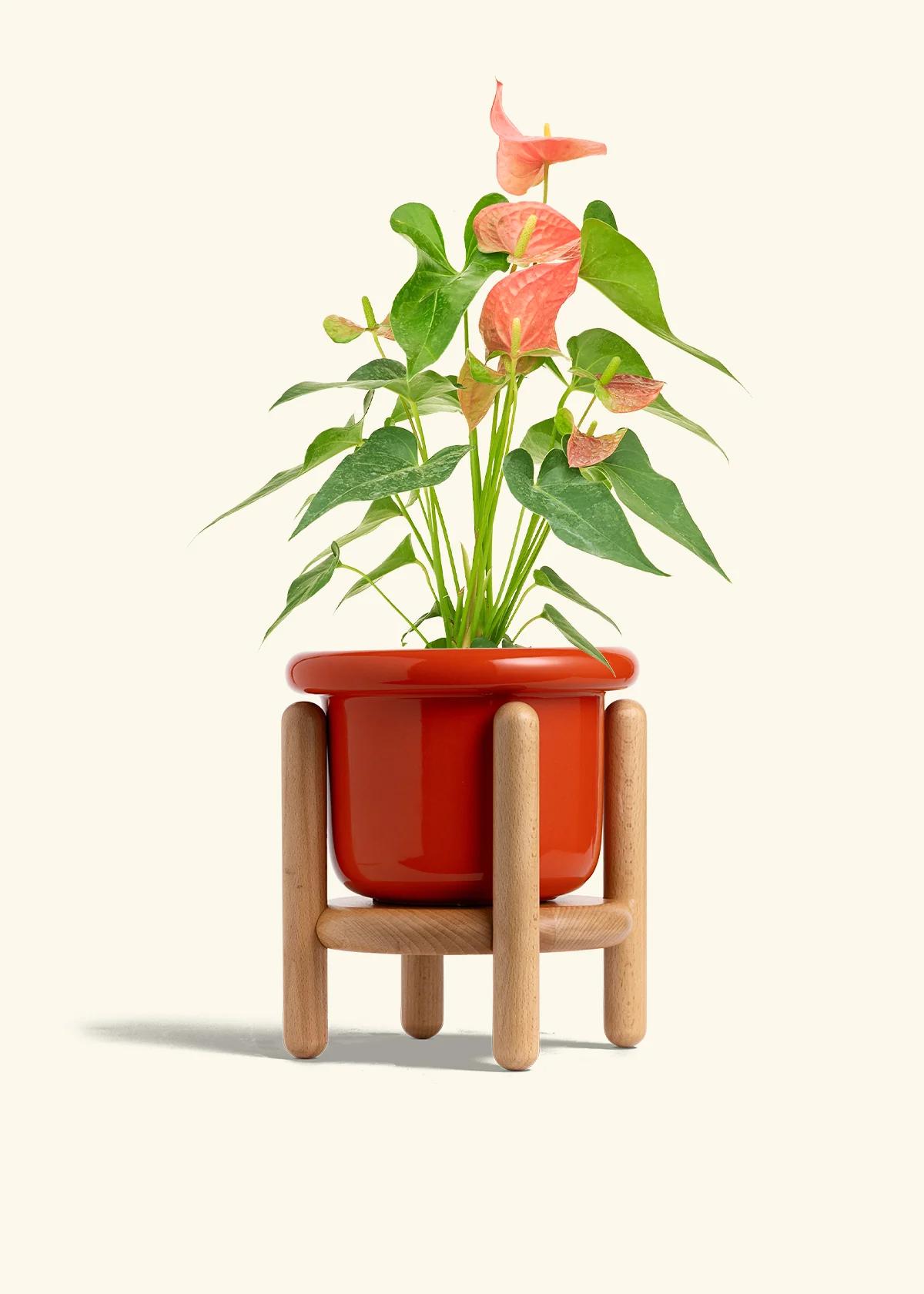Anthurium 'Pink Flamingo' - Image 21